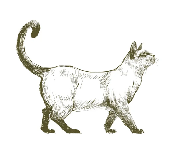 Kedi Çizim Çizim Tarzı — Stok fotoğraf