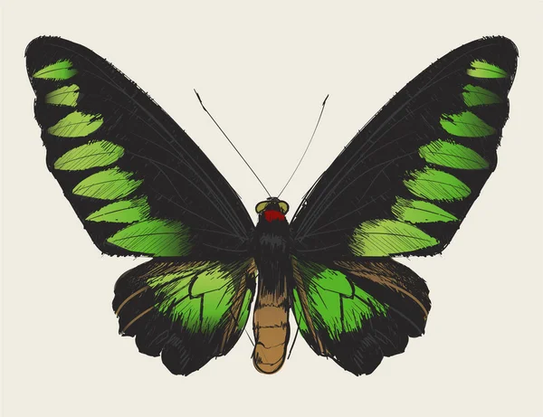 Ilustración Dibujo Estilo Mariposa —  Fotos de Stock