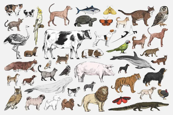 Εικονογράφηση Αντλώντας Στυλ Συλλογή Ζώων — Φωτογραφία Αρχείου