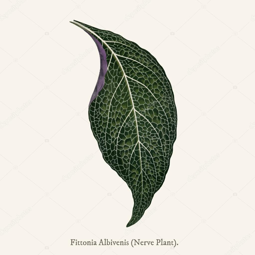 Nerve plant (Fittonia Albivenis) found in (1825-1890) New and Rare Beautiful-Leaved Plant.