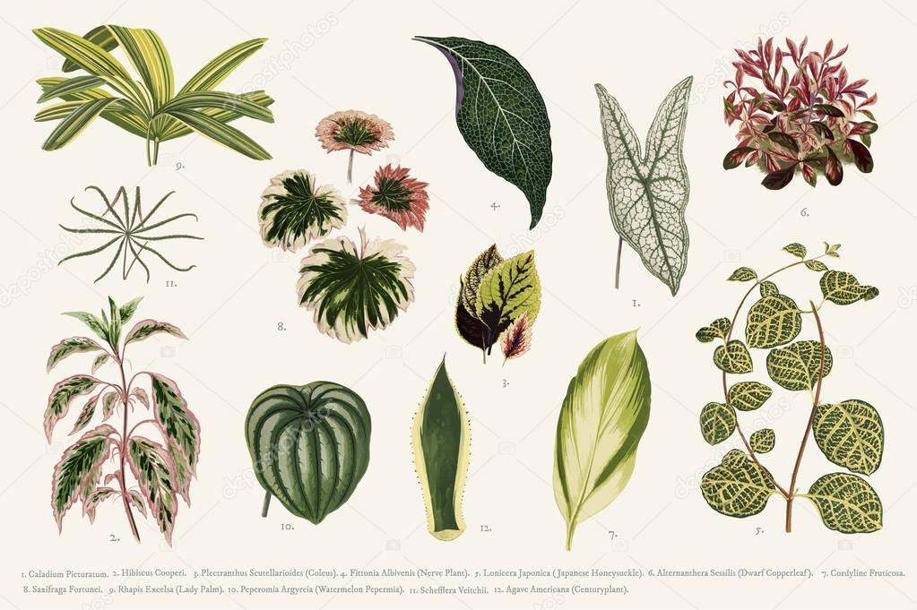 Collection of leaves found in (1825-1890) New and Rare Beautiful-Leaved Plants. Digitally enhanced from our own 1929 edition of the publication.