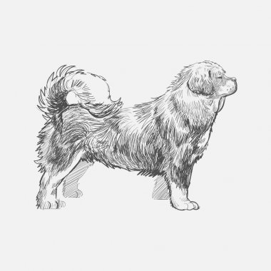 Köpek çizim çizim tarzı