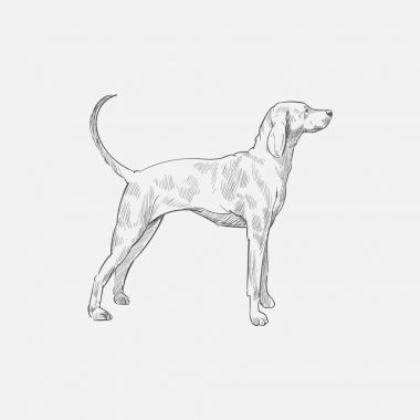 Köpek çizim çizim tarzı