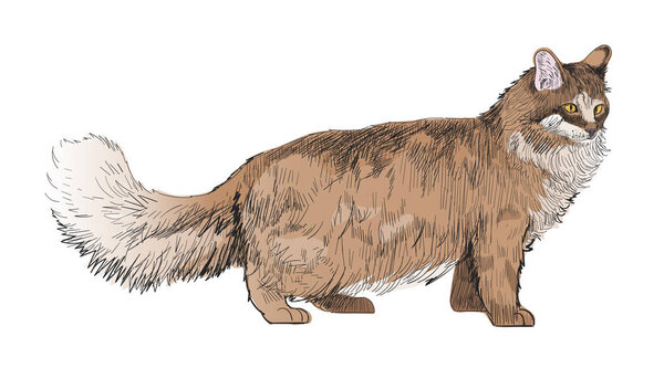 Иллюстрационный стиль рисования кота
