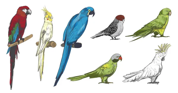 Illustration Dessin Style Collection Oiseaux Perroquets — Photo