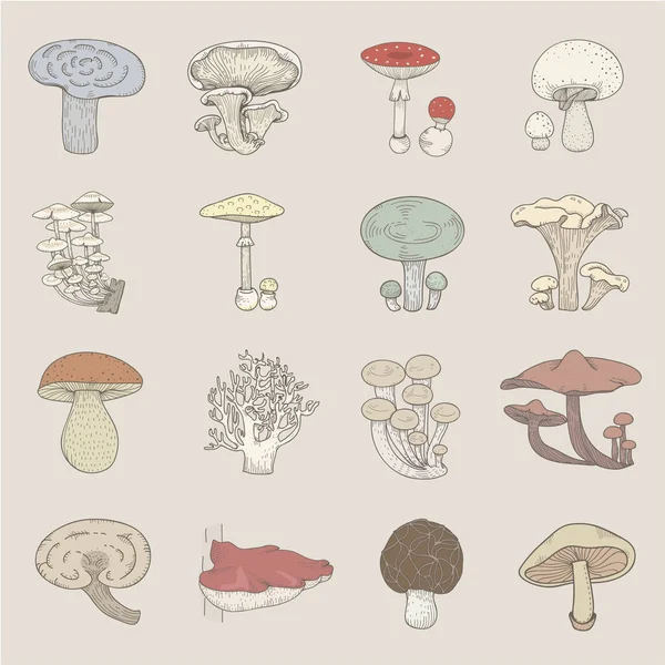 Ilustração Diferentes Tipos Cogumelos — Fotografia de Stock