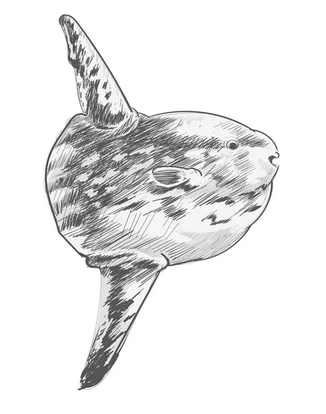 Illustration Drawing Style Sea Fish — Stock Photo, Image