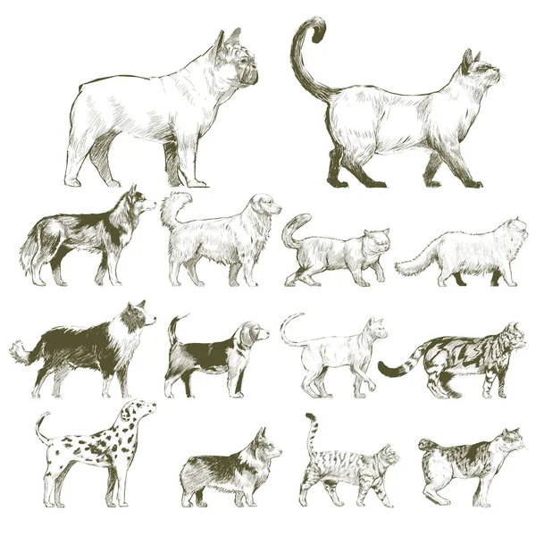 Ilustrace Kresba Styl Zvířata Kolekce — Stock fotografie
