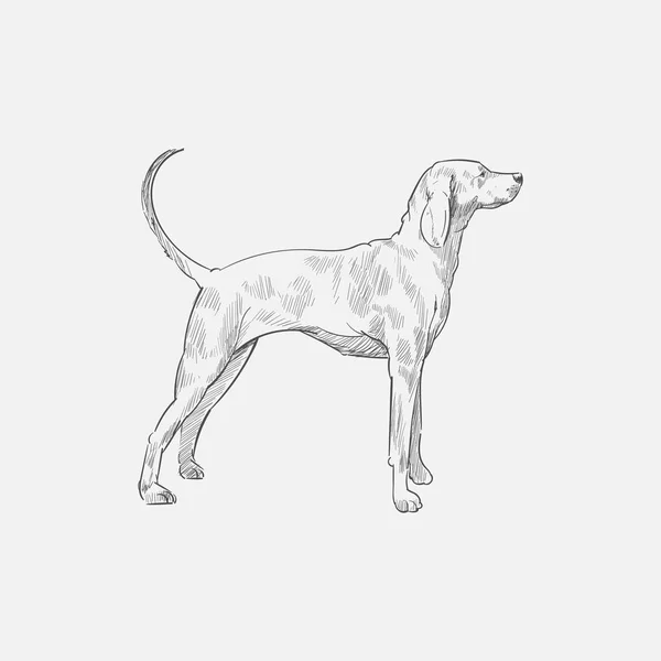 Illustration Style Dessin Chien — Photo