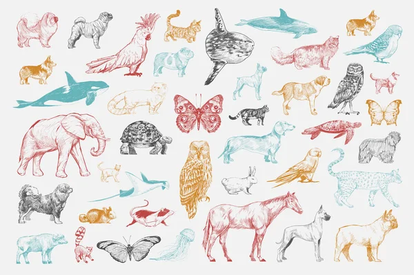 Illustration Dessin Style Collection Animaux — Photo