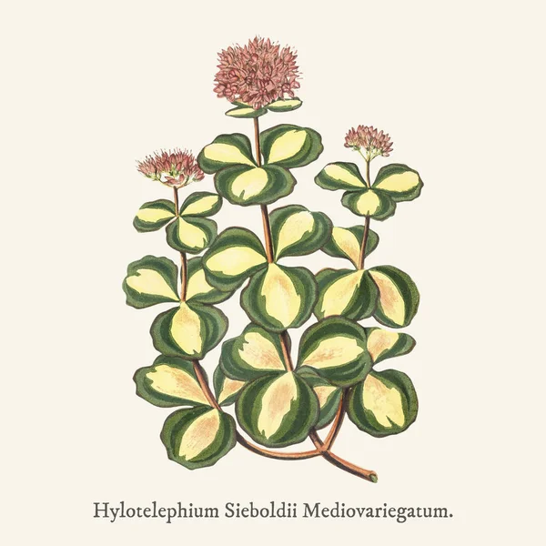 Октябрьский Каменистый Sedum Foldii Найденный 1825 1890 Новом Редколистном Растении — стоковое фото