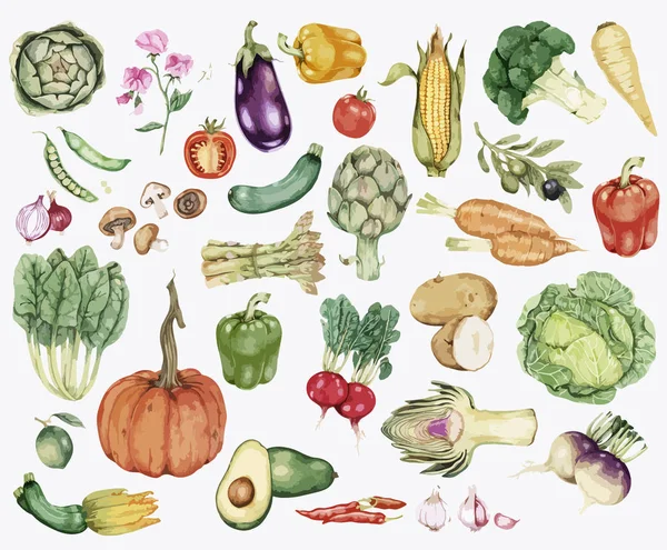 手工画蔬菜收藏插图 — 图库照片