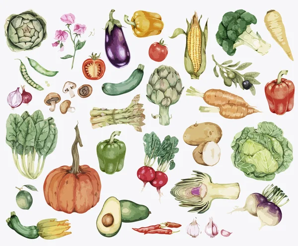 Ilustración Colección Verduras Dibujadas Mano — Foto de Stock