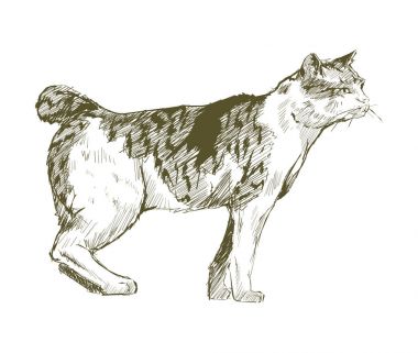 Kedi çizim çizim tarzı