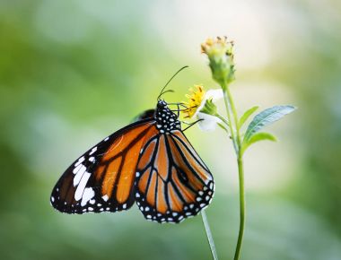 Closeup Monarch kelebek