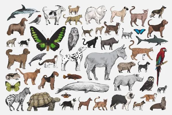 Illustration Zeichnung Stil Der Tiere Sammlung — Stockfoto