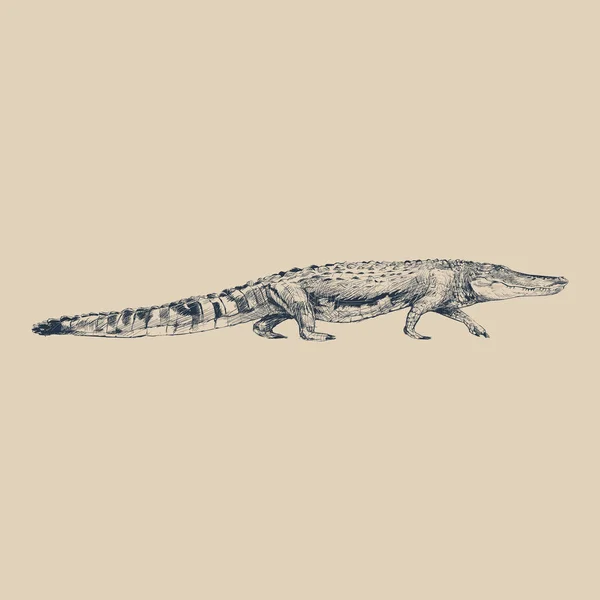 Illustratie Tekening Stijl Van Alligator — Stockfoto