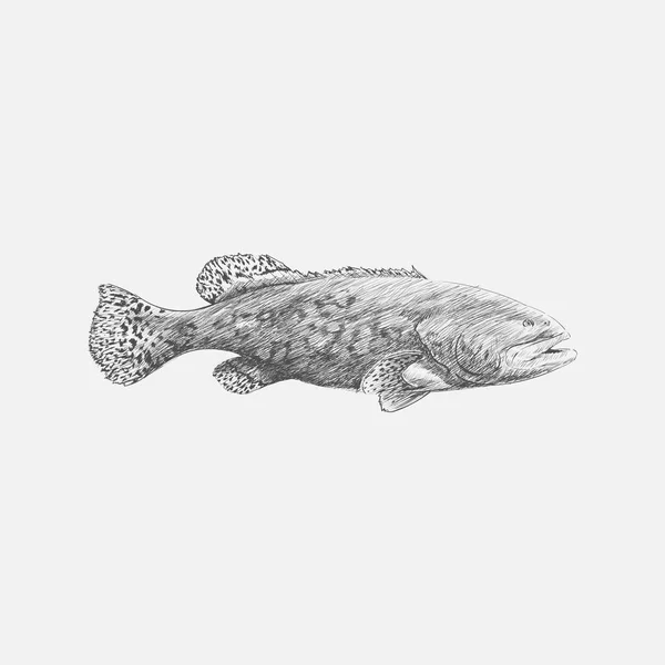 Illustration Drawing Style Sea Fish — Stock Photo, Image