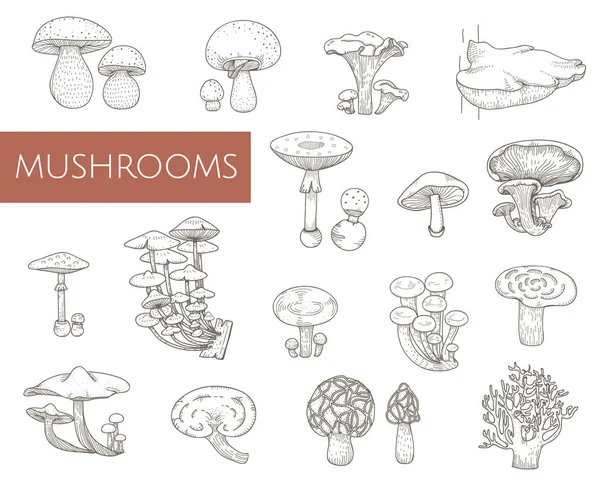 Ilustração Diferentes Tipos Cogumelos — Fotografia de Stock