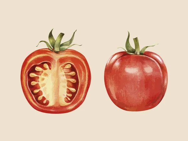 Illustration Hand Drawn Tomato — Stock Photo, Image