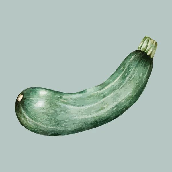 Illustrazione Zucchine Disegnate Mano — Foto Stock