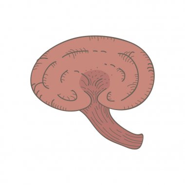 Resimde bir varyant mantar