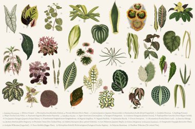 Koleksiyon yeni ve Rare Beautiful-Leaved bitkiler (1825-1890 yılında) bulunan bırakır. Dijital olarak kendi yayın 1929 sürümünden gelişmiş.