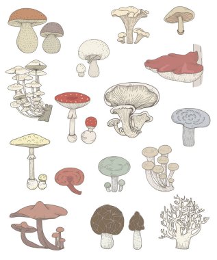 Resimde bir varyant mantar