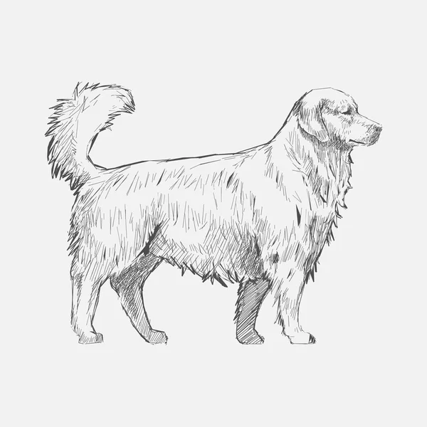 Illustration Drawing Style Dog — Stock Photo, Image