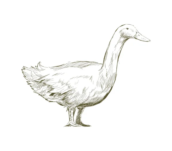 Illustration Drawing Style Duck — Stock Photo, Image