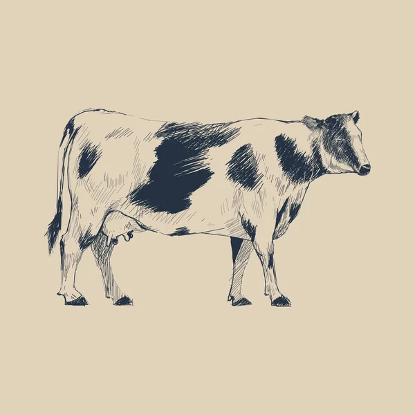 Illustration Drawing Style Cow — Stock Photo, Image