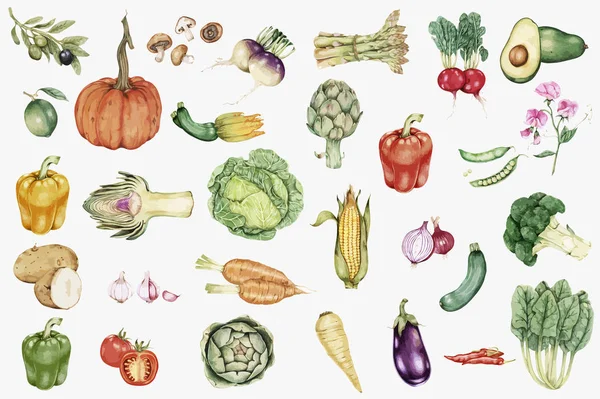 illustration of Hand drawn collection of vegetables