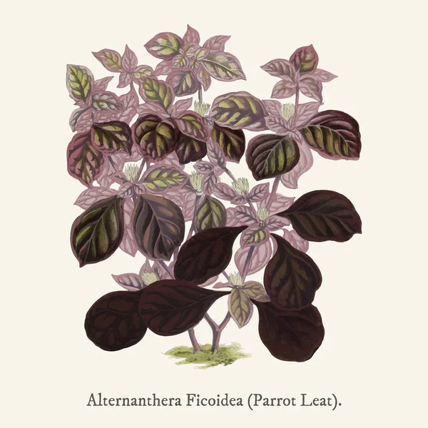Alternanthera Ficoidea Найденная 1825 1890 Новом Редколистном Растении — стоковое фото