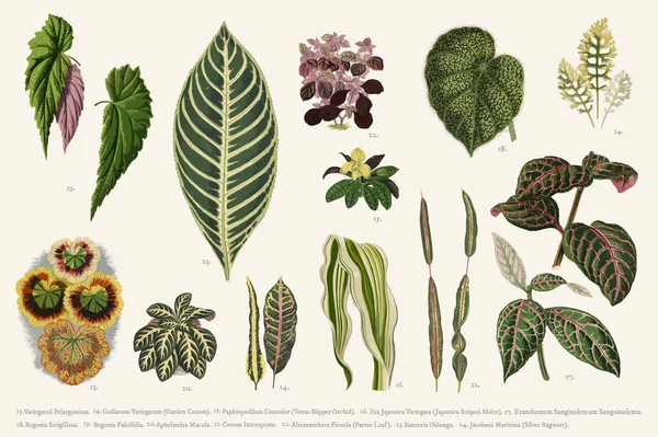 Коллекция Листьев Найденных 1825 1890 Новых Редких Красивых Растений Озил — стоковое фото