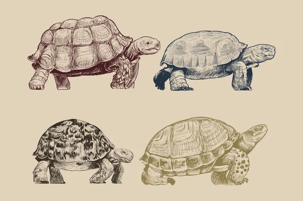Illustration Ritning Stil Sköldpadda — Stockfoto