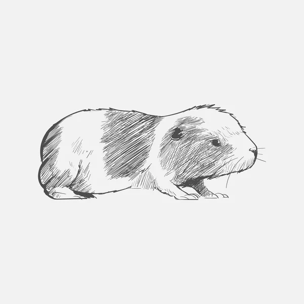Illustration Dessin Style Rat — Photo