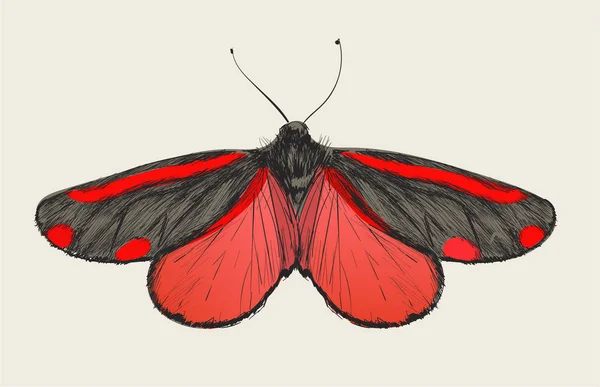 Styl Kresby Ilustrace Motýla — Stock fotografie