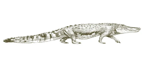 Illustratie Tekening Stijl Van Alligator — Stockfoto