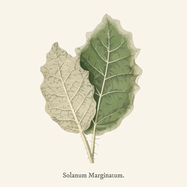 화이트 Marginatum Rare Beautiful Leaved 1825 1890 — 스톡 사진
