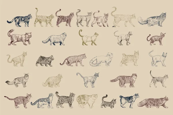 Ілюстрація Стилю Малювання Котячих Порід Колекції — стокове фото