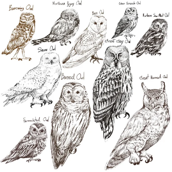 Ilustração Desenho Estilo Coleção Pássaros Coruja — Fotografia de Stock