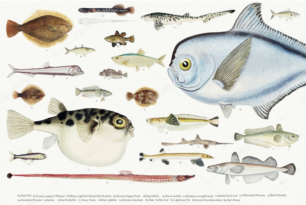 Colored illustration of fishes drawing collection