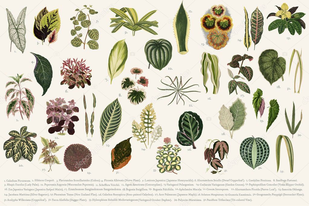 Collection of leaves found in (1825-1890) New and Rare Beautiful-Leaved Plants. Digitally enhanced from our own 1929 edition of the publication.
