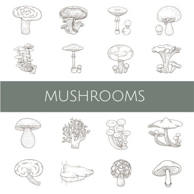 mantar çeşitleri çizimi