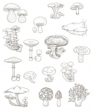 mantar çeşitleri çizimi