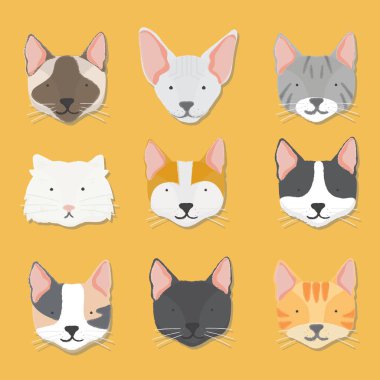 Namlu bir kedi resmi