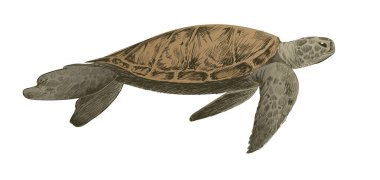 Kaplumbağa illüstrasyon çizim tarzı