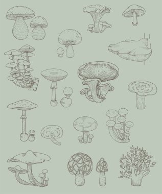 mantar çeşitleri çizimi