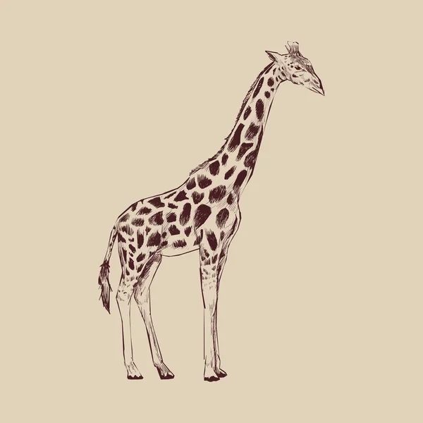 Styl Rysowania Ilustracja Żyrafa — Zdjęcie stockowe