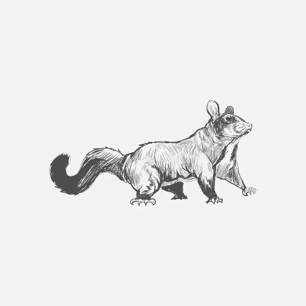 Illustration Drawing Style Rat — Stock Photo, Image